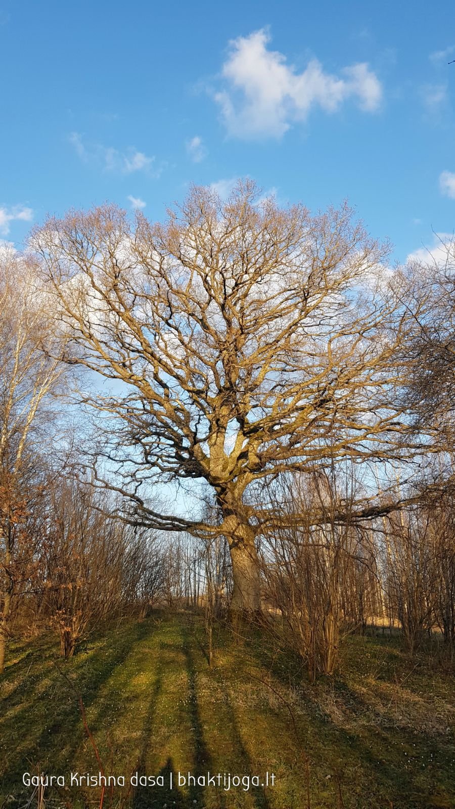 14 pavasari ismintinga gamta stiebiasi maksimaliai i virsu sakalu  kaimas 2020 04 19
